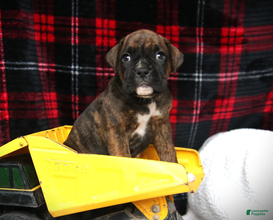 Boxer dogs for sale: Georgie - Ad 1