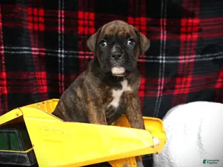 Boxer dogs Georgie - Ad 2