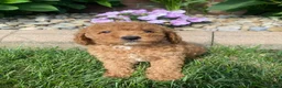 Miniature Poodle dogs for sale: Bily - Ad 7