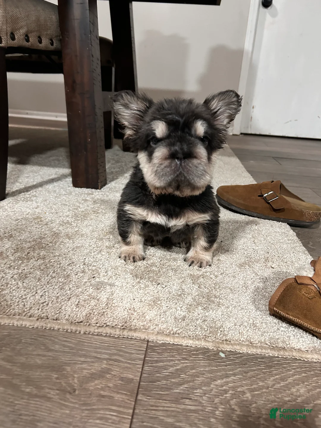 French Bulldog dogs for sale: Star - Ad 1