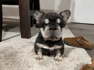 French Bulldog dogs Star - Ad 37