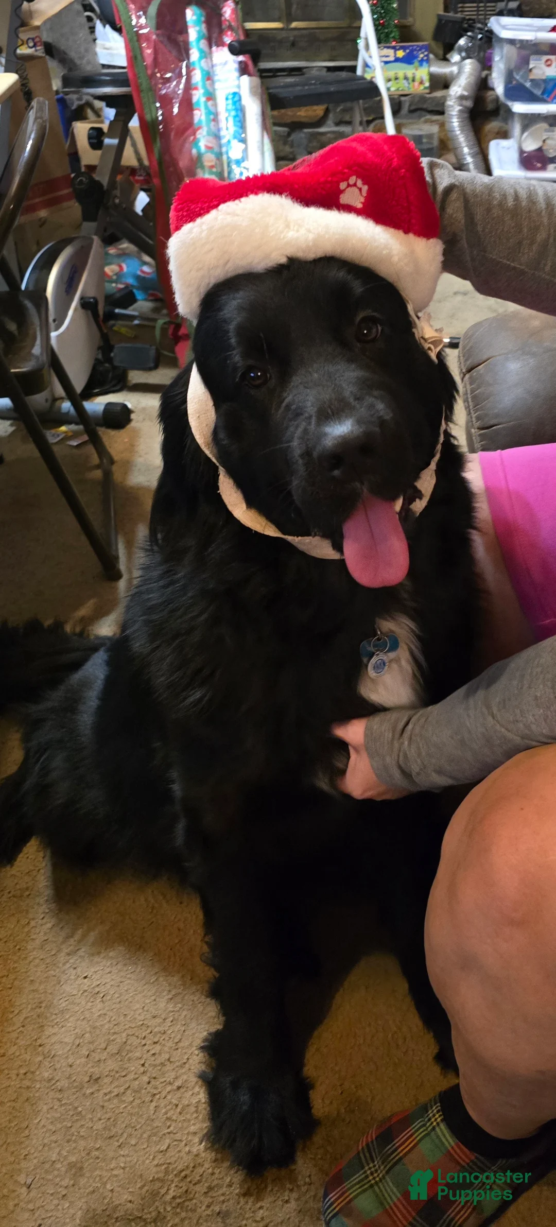 Newfoundland dogs for sale: Newfoundland Puppy 8 girl - Ad 4
