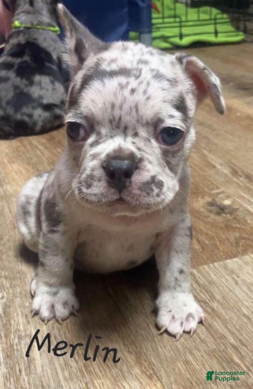 French Bulldog dogs Merlin - Ad 1