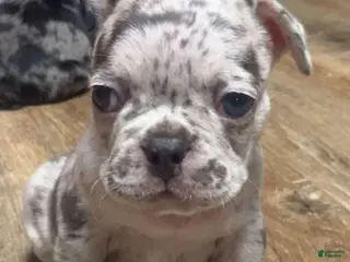 French Bulldog dogs Merlin - Ad 1