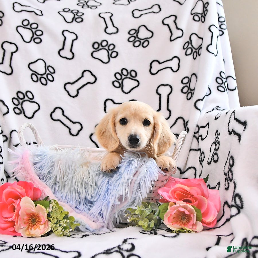 Miniature Dachshund dogs Amber - Ad 2