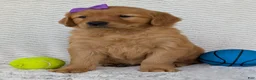 Golden Retriever dogs for sale: Miss Goldie  - Ad 15