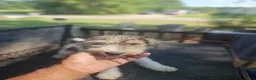 Wire Fox Terrier dogs for sale: Wire Fox Terrier Male 2 - Ad 4