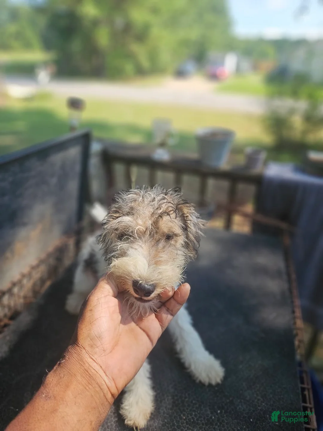 Wire Fox Terrier dogs for sale: Wire Fox Terrier Male 2 - Ad 4