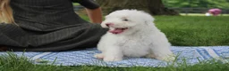 Mini Goldendoodle dogs for sale: Ty - Ad 4