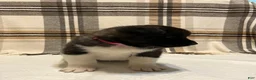 Akita dogs for sale: Akita  - Ad 2
