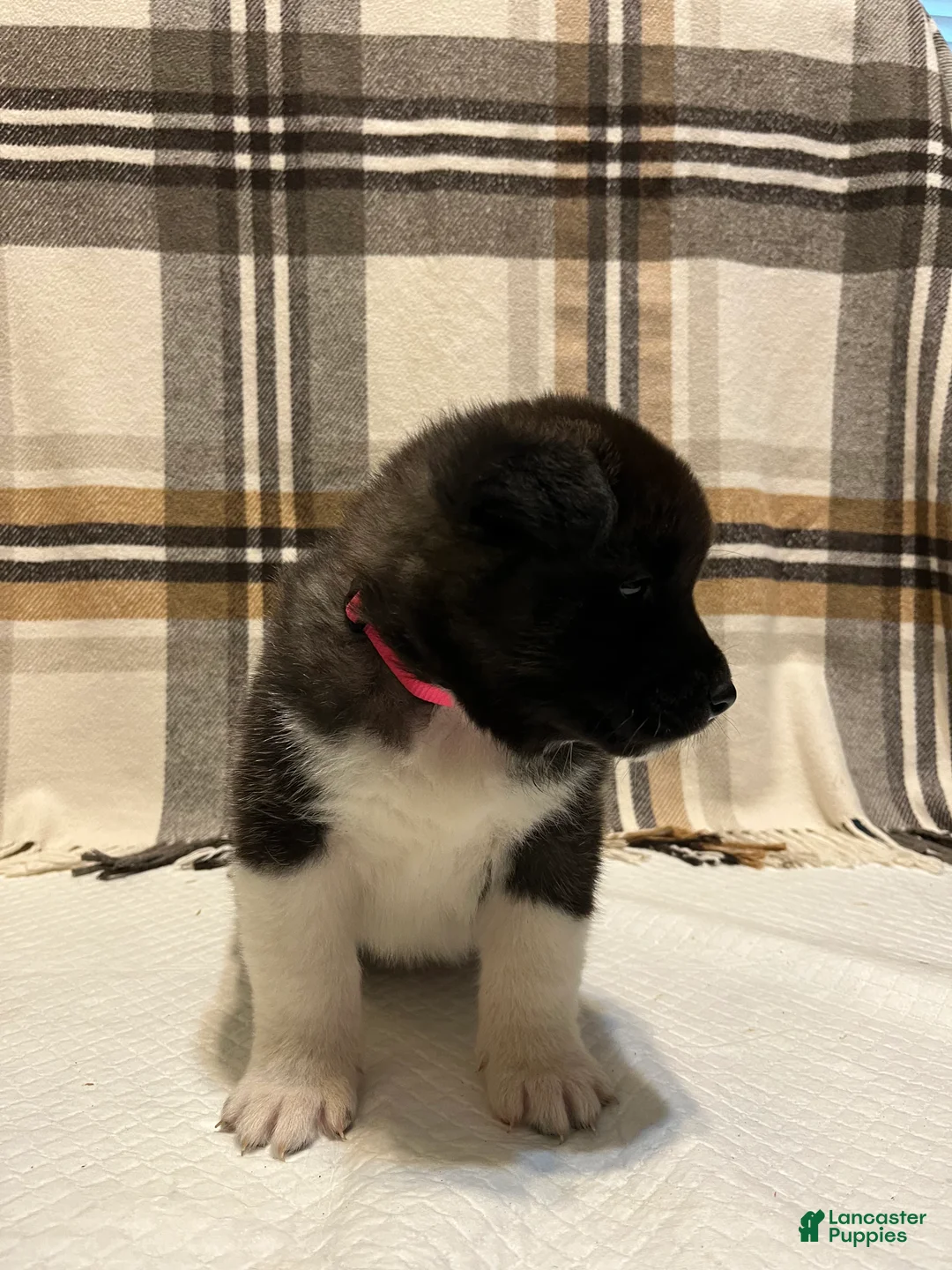 Akita dogs for sale: Akita  - Ad 2