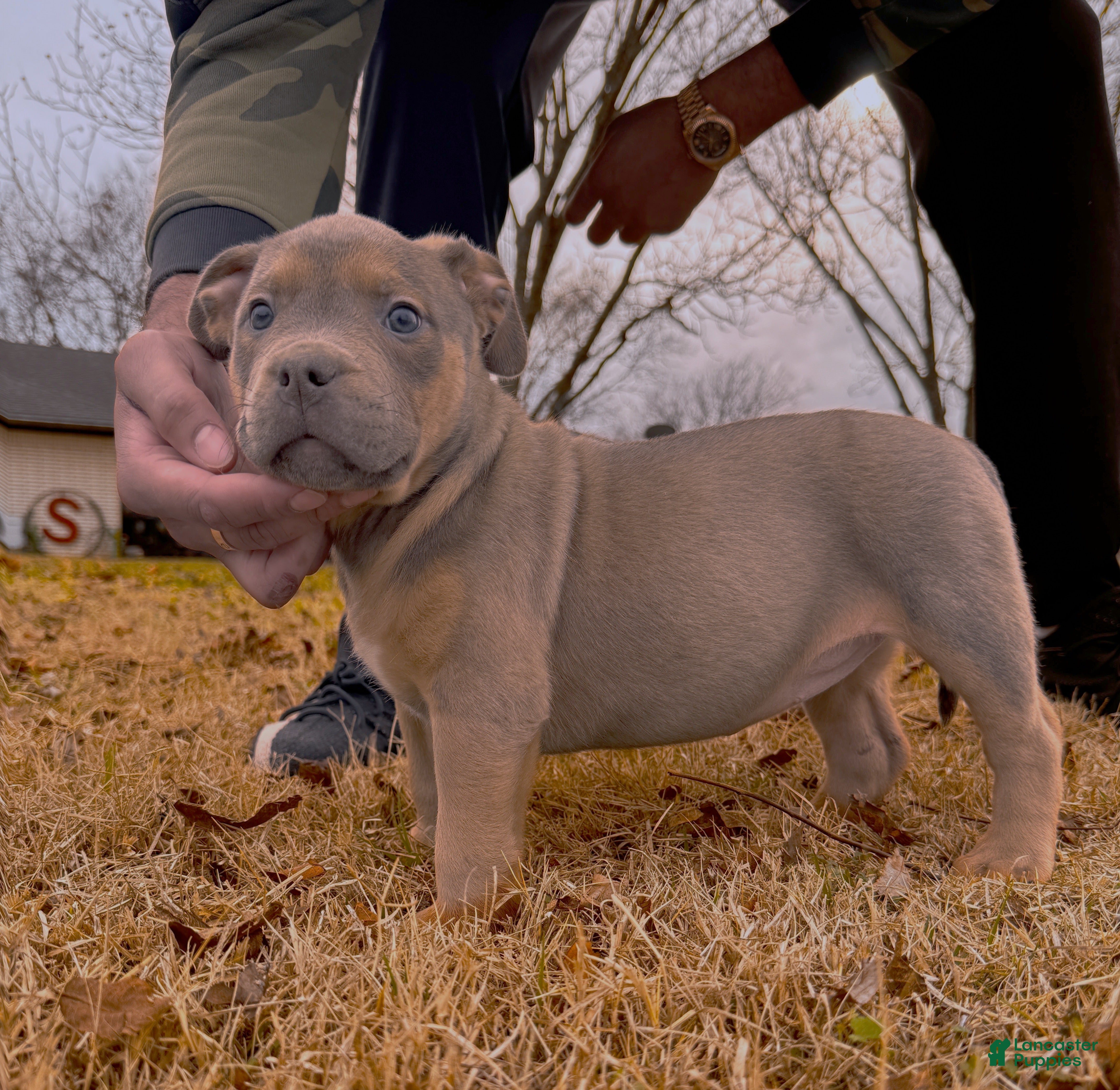 American Bully dogs for sale: Sabey  - Ad 4