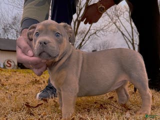 American Bully dogs for sale: Sabey - Ad 4