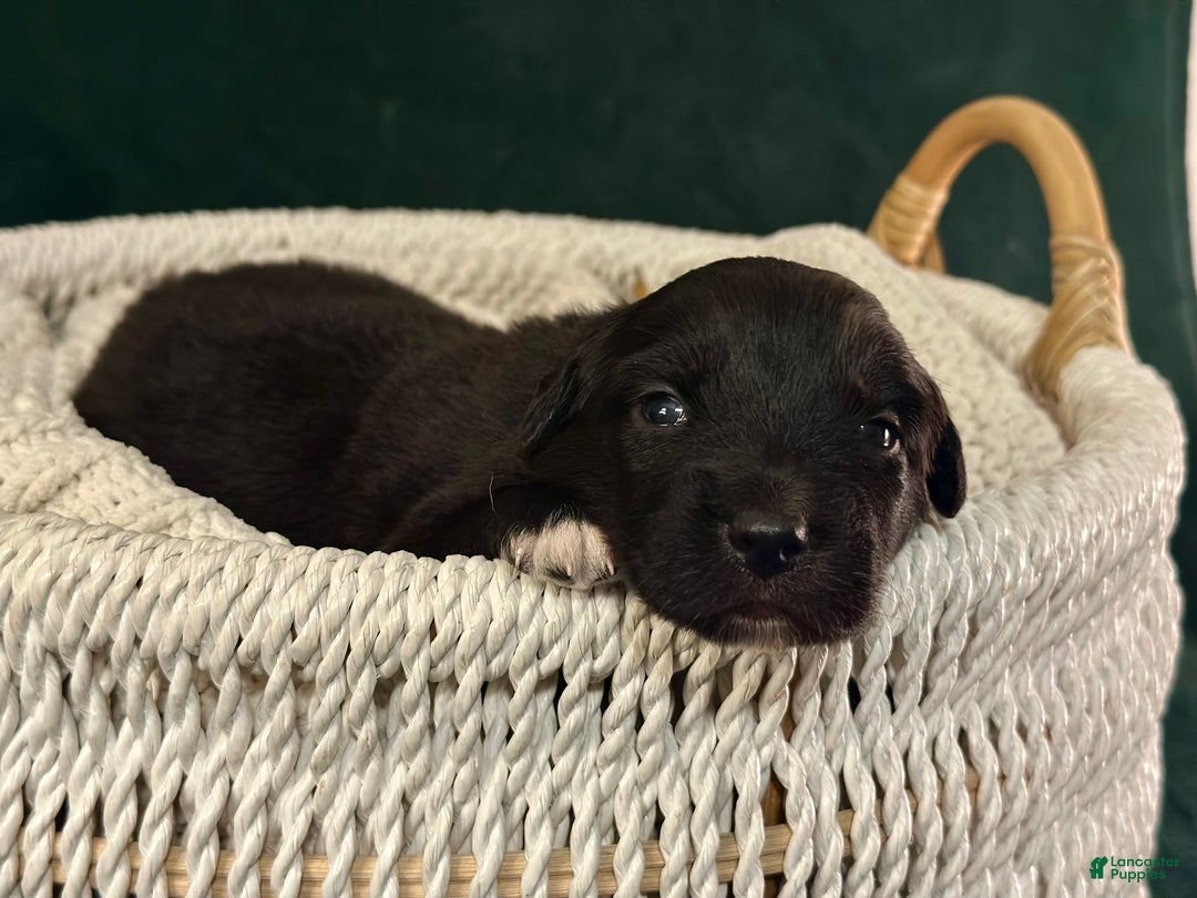 Australian Shepherd dogs for sale: Black Tri Female (Salem) - Ad 7