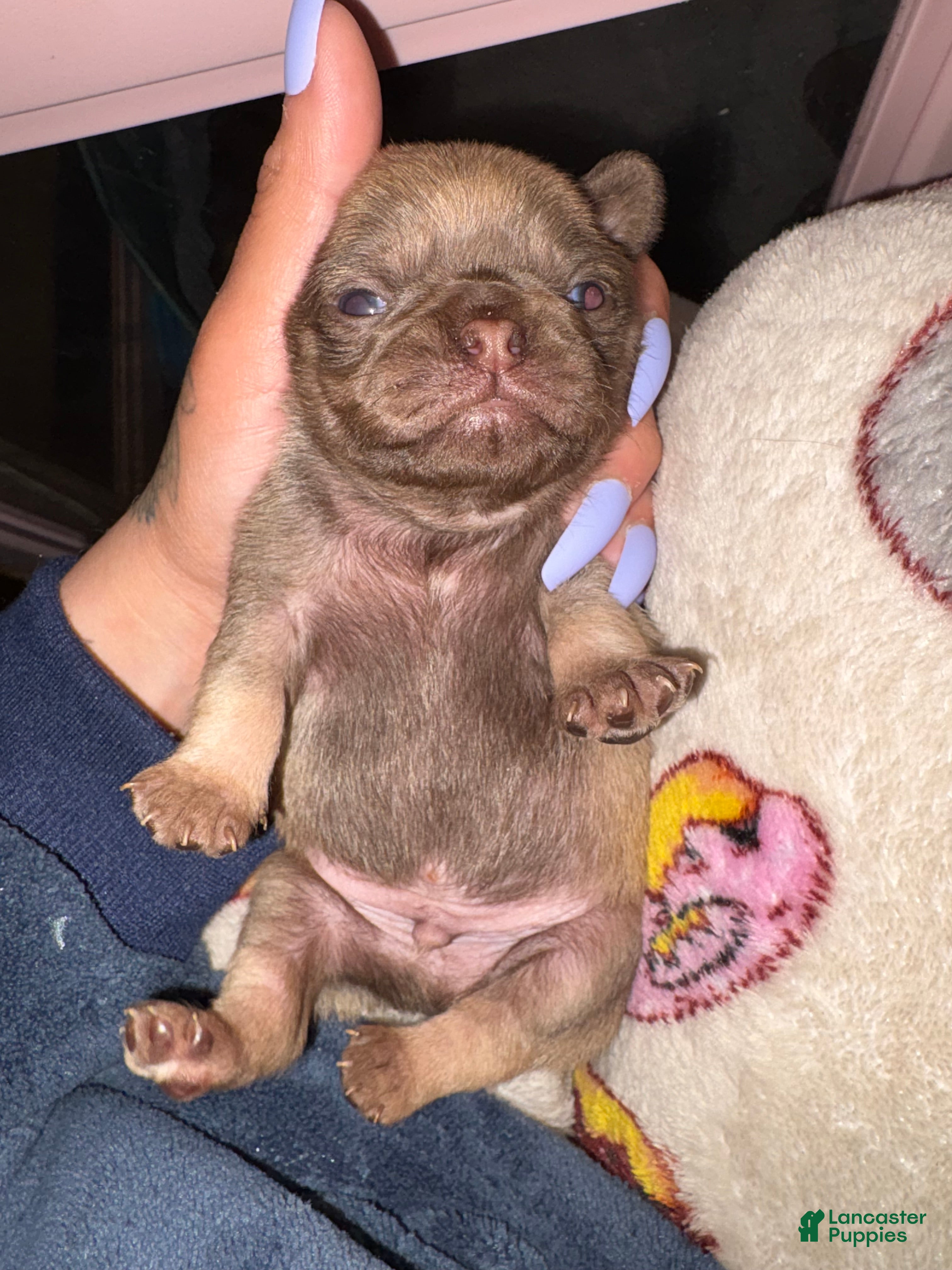 Pug dogs Truffle - Ad 37