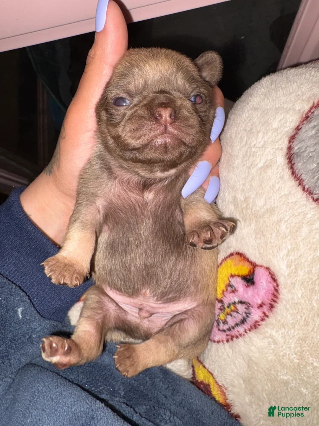 Pug dogs for sale: Truffle - Ad 1