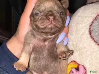 Pug dogs Truffle - Ad 37