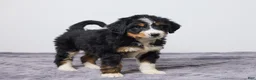Bernedoodle dogs for sale: Kelly - Ad 3