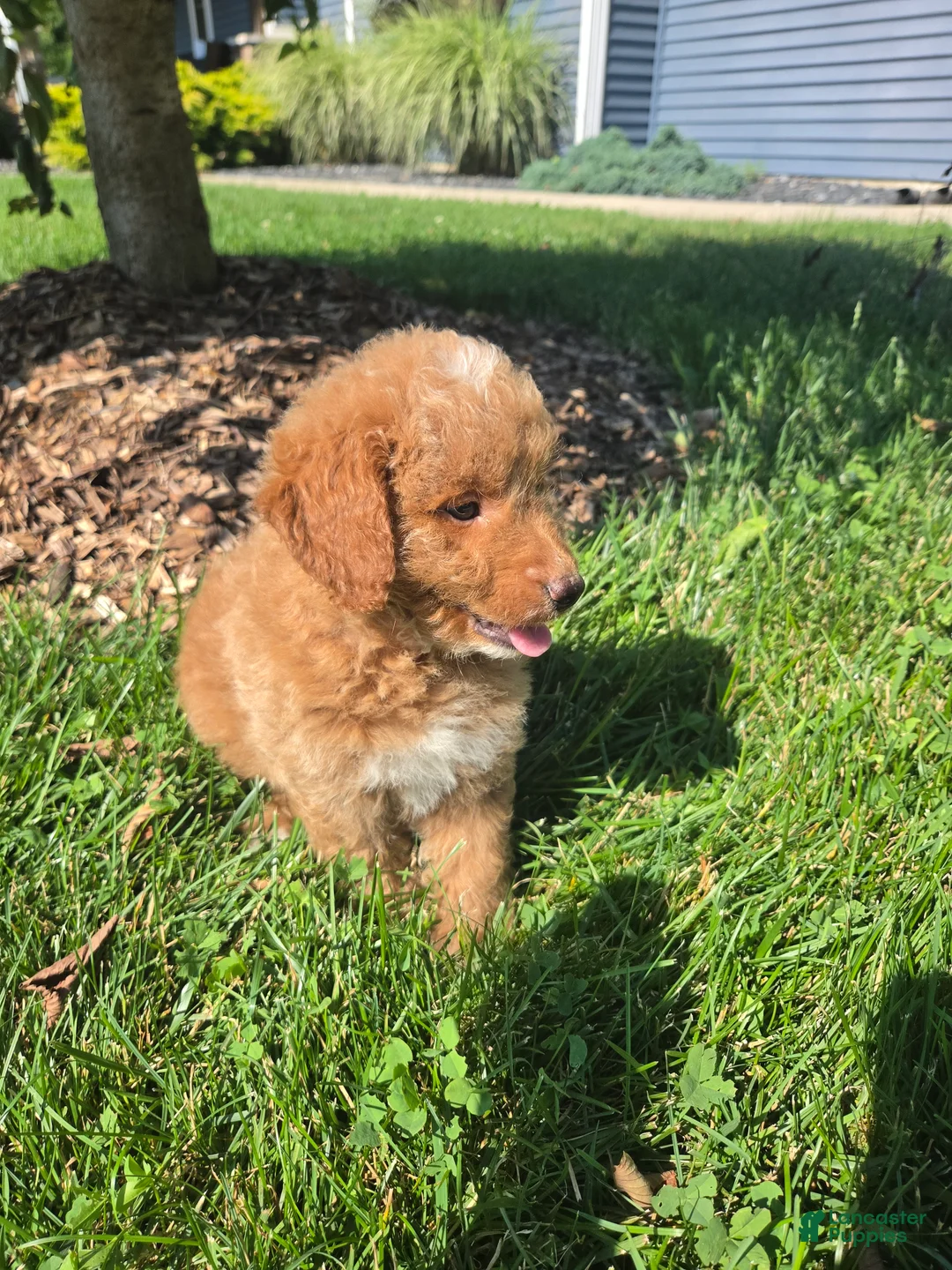 Mini Goldendoodle dogs for sale: Ken - Ad 1
