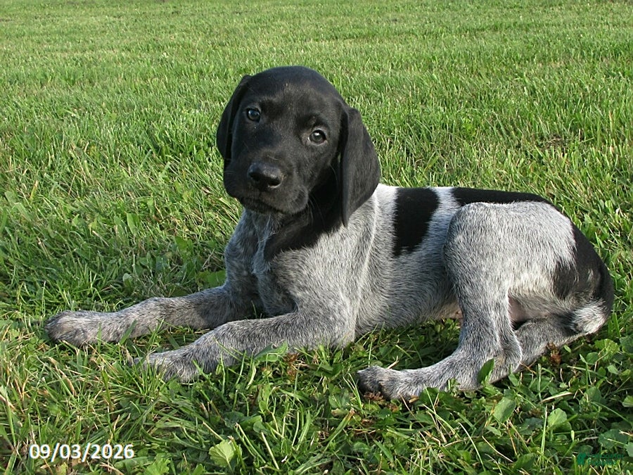 German Shorthaired Pointer dogs Hayden - Ad 1