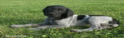 German Shorthaired Pointer dogs for sale: Hayden - Ad 1