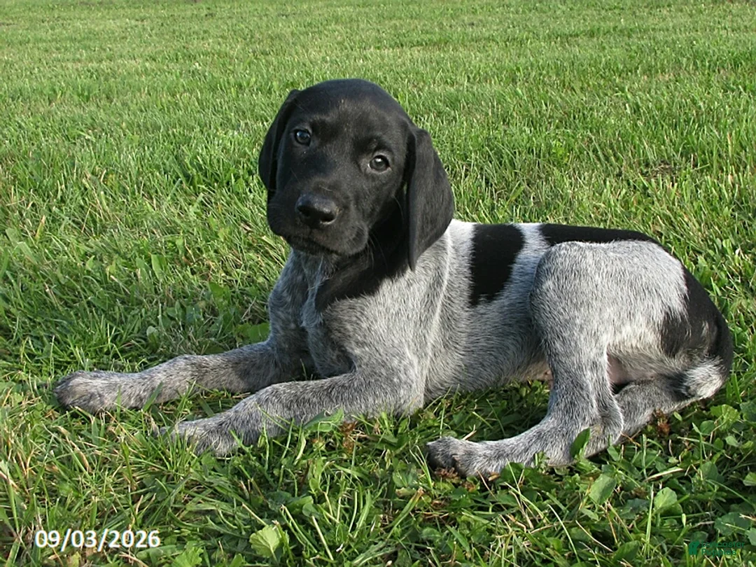 German Shorthaired Pointer dogs for sale: Hayden - Ad 1