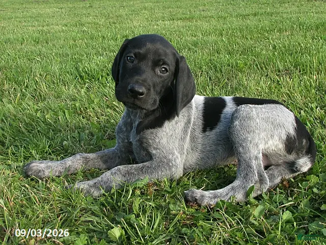 German Shorthaired Pointer dogs for sale: Hayden - Ad 1