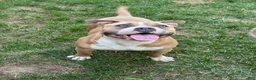 American Bully dogs for sale: sonya - Ad 2