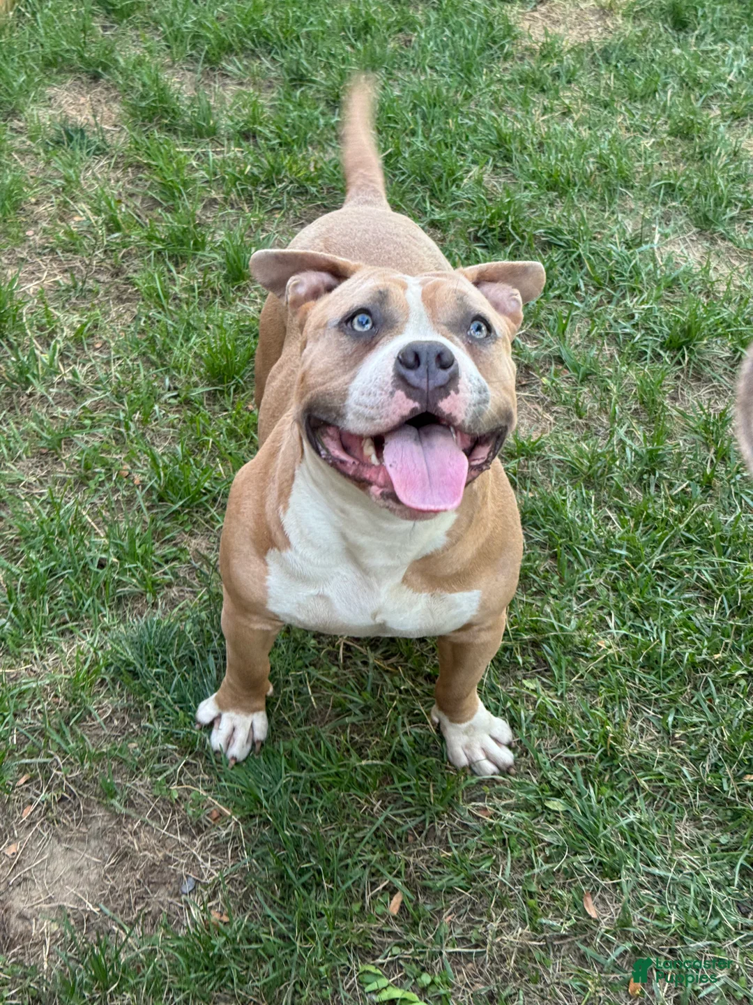 American Bully dogs for sale: sonya - Ad 2