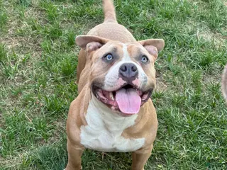 American Bully dogs sonya - Ad 20