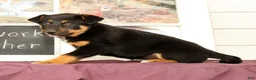 Mixed Breed dogs for sale: Twinkle - Ad 5