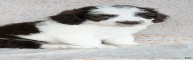 Bernedoodle 1