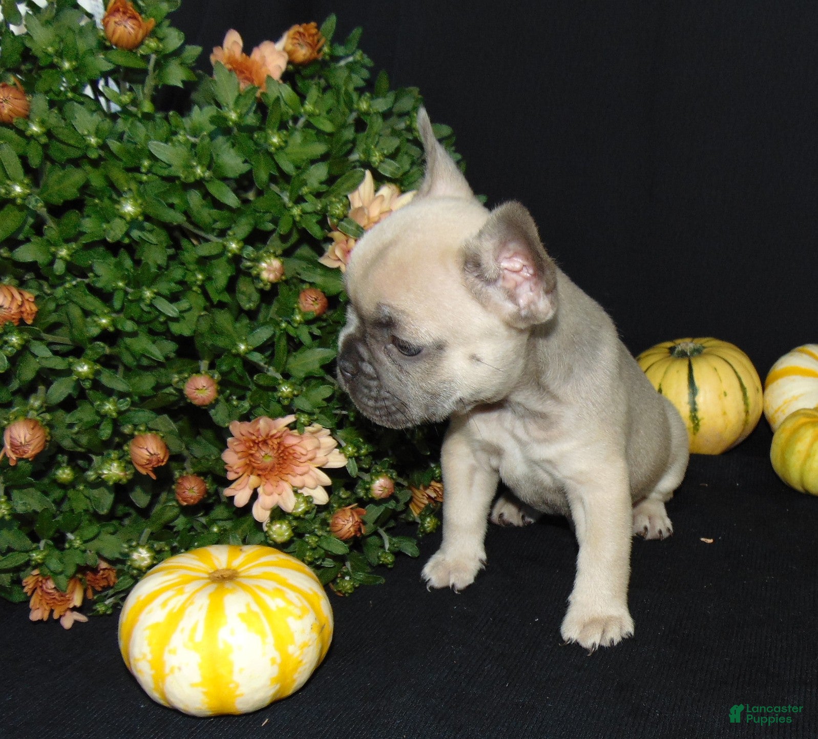 French Bulldog dogs Murphy - Ad 2