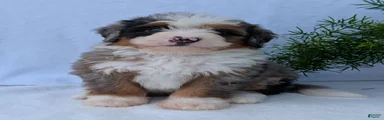 Mini Marlo 