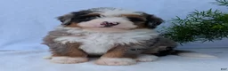 Mini Bernedoodle dogs for sale: Mini Marlo  - Ad 1