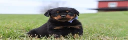 Rottweiler dogs for sale: Russel - Ad 4