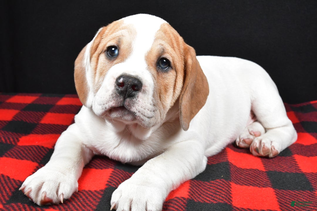 Beabull dogs for sale: Lincoln - Ad 3