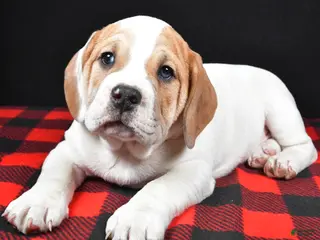 Beabull dogs Lincoln - Ad 7