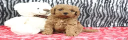 Mini Goldendoodle dogs for sale: Bouncer - Ad 5