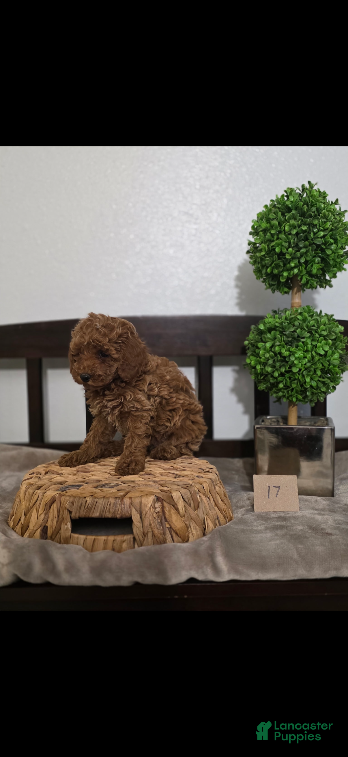 Miniature Poodle dogs Mini Bryan  - Ad 2