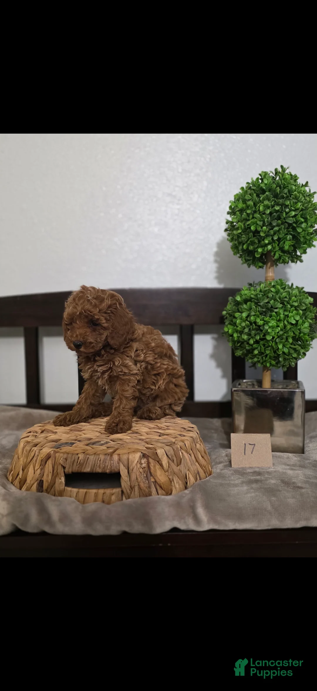 Miniature Poodle dogs for sale: Mini Bryan  - Ad 2