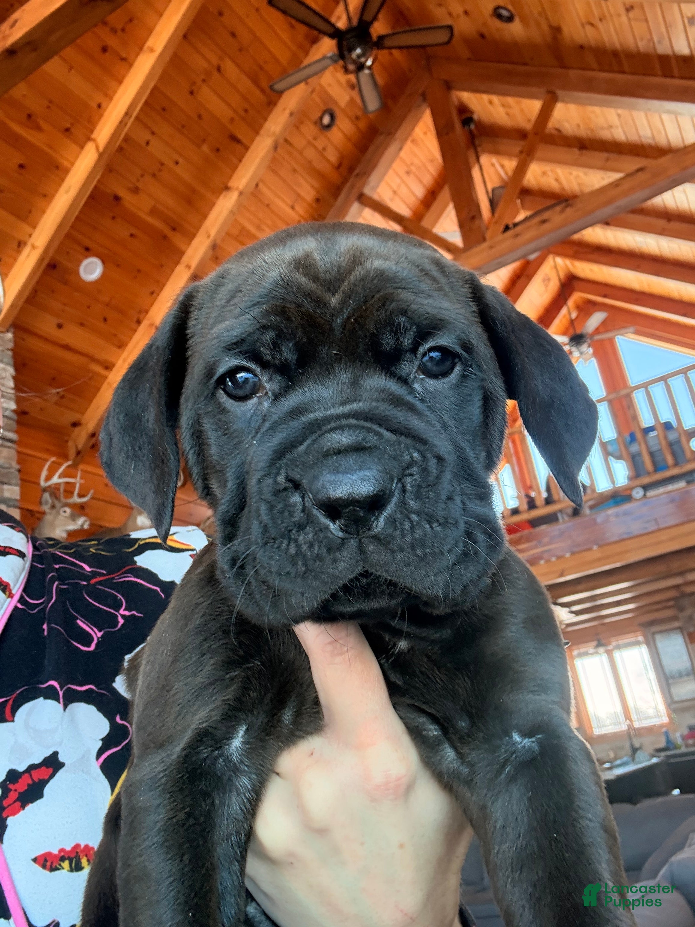 Cane Corso dogs Green boy - Ad 41