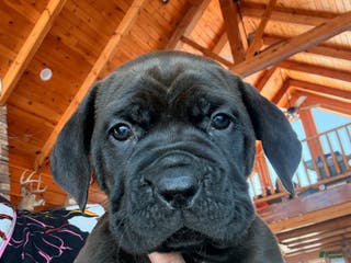 Cane Corso dogs Green boy - Ad 41