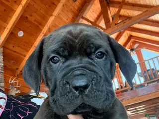 Cane Corso dogs Green boy - Ad 30