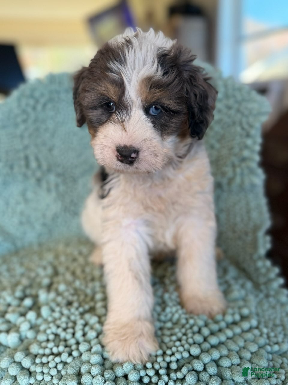 Bernedoodle dogs for sale: Leif - Ad 1
