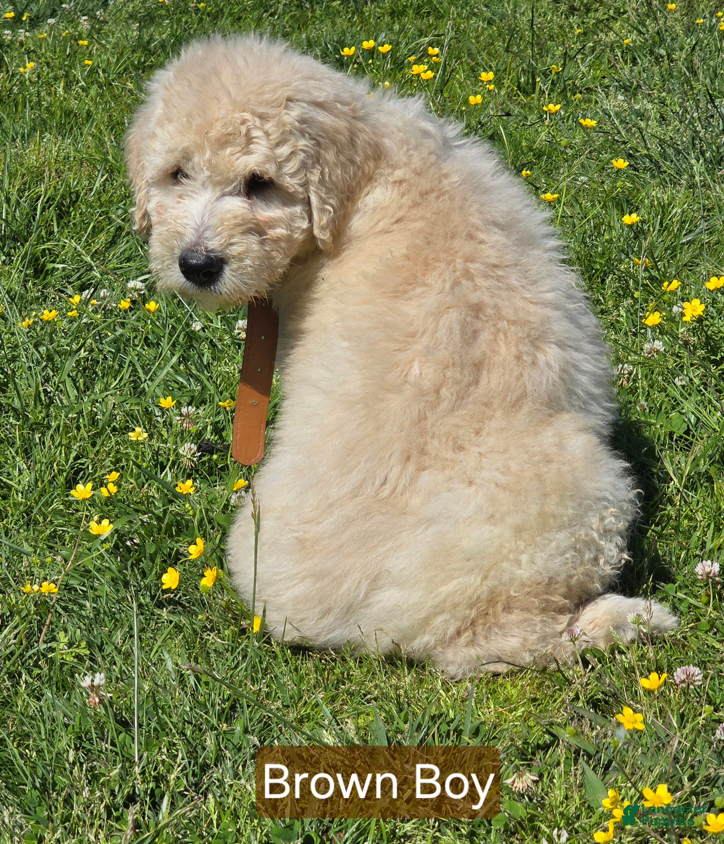 Komondor dogs Komondor brown - Ad 1