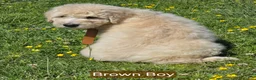 Komondor dogs for sale: Komondor brown - Ad 1