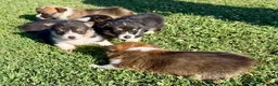 Welsh Corgi Pembroke dogs for sale: Welsh Corgi Pembroke Puppy 2 - Ad 5