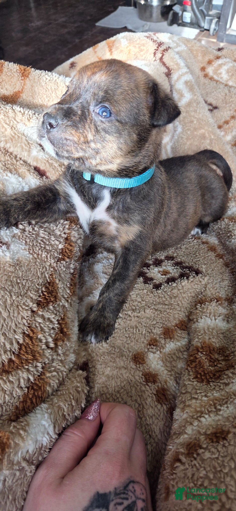 Mixed Breed dogs Koda - Ad 2