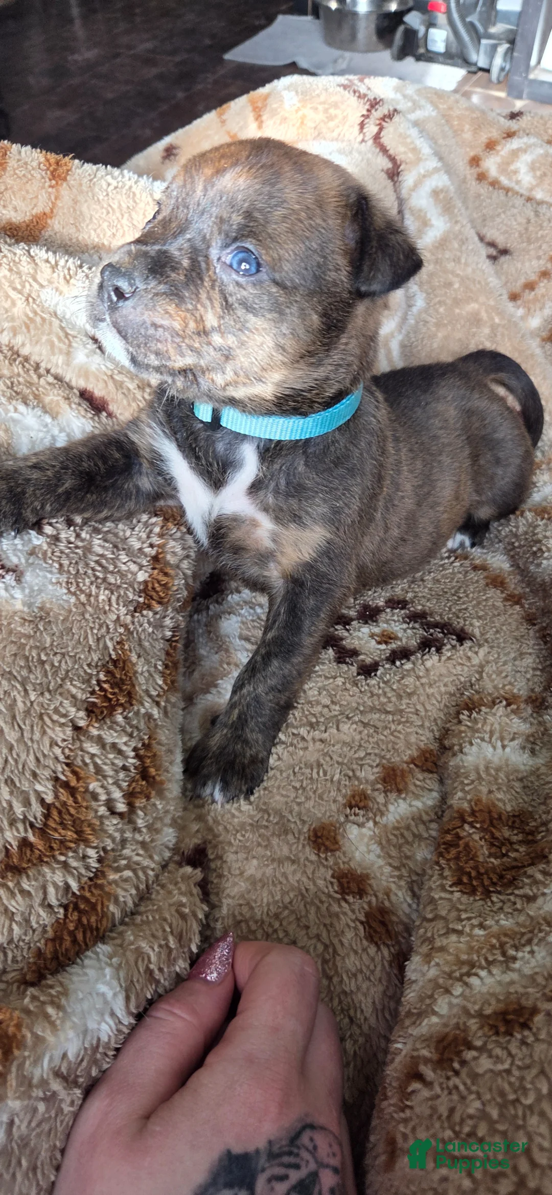 Mixed Breed dogs for sale: Koda - Ad 2